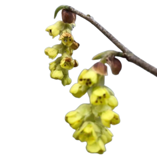 Ветки Корилопсис винтер хазел