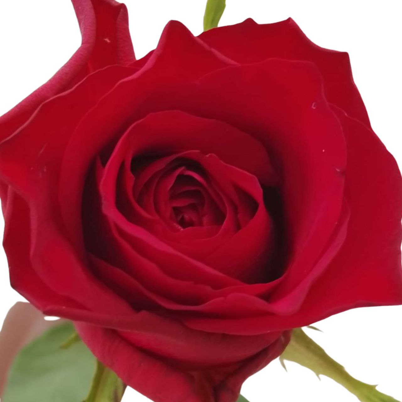 Роза однг ред вэйв в Новосибирске