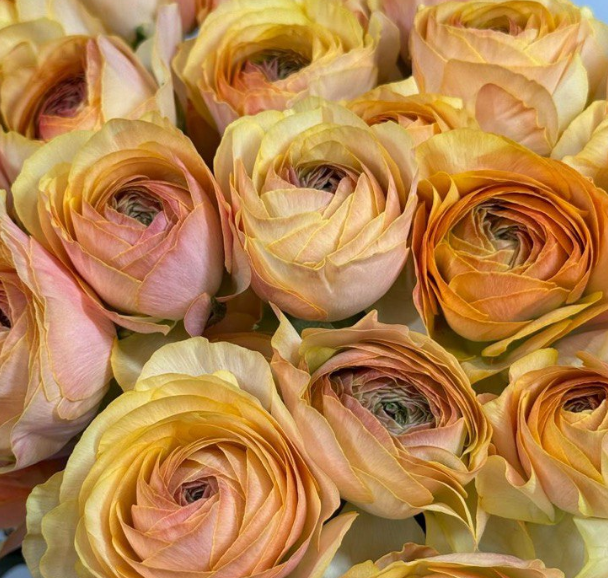 Ранункулус азиатский карар