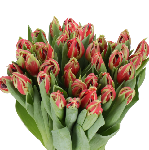 Тюльпан махровый октопус в Москве