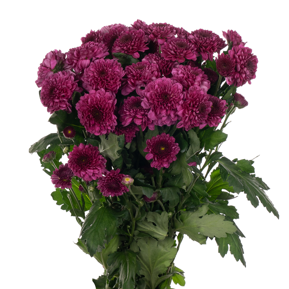 Хризантема куст помавера в Новосибирске