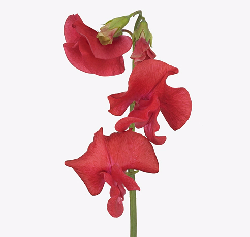 Латирус романс корал