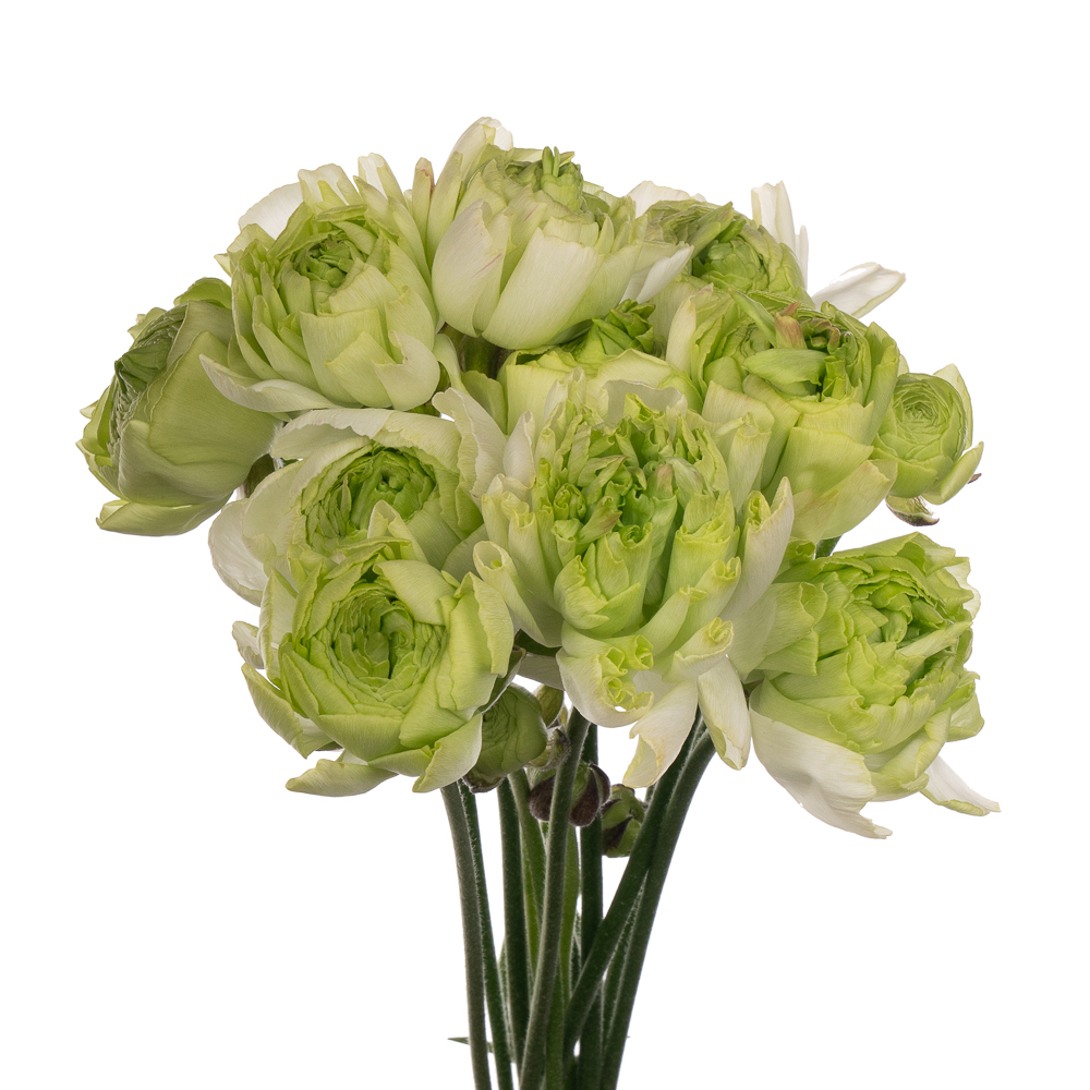 Ранункулус романс суприм лайт грин в Москве