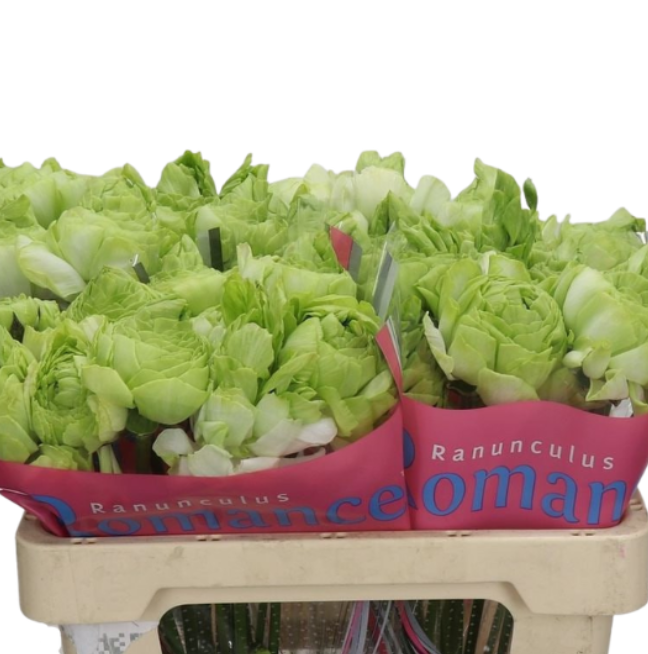Ранункулус романс суприм лайт грин