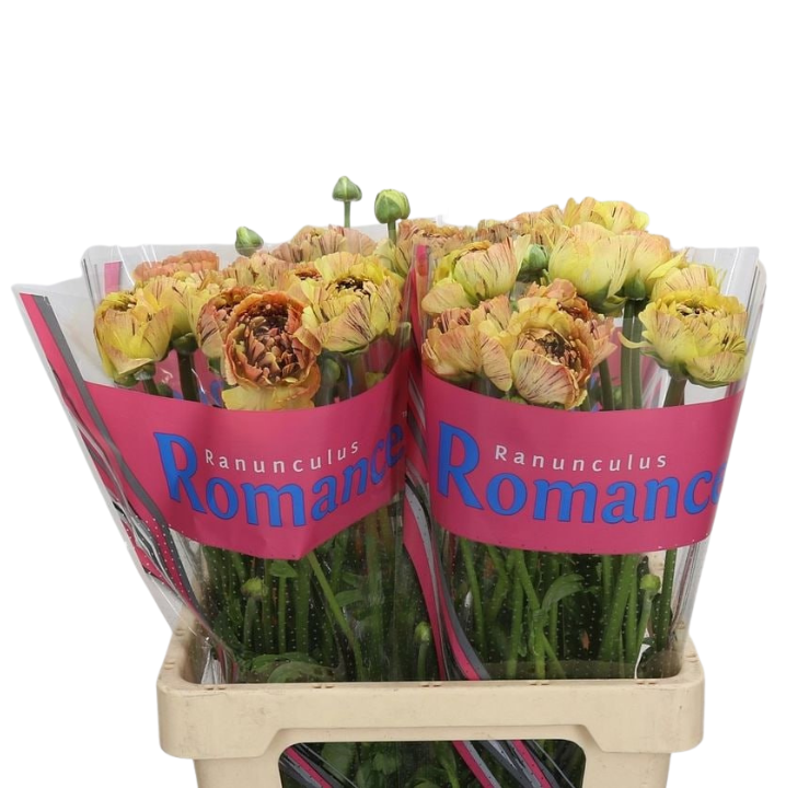 Ранункулус брашмарк верона