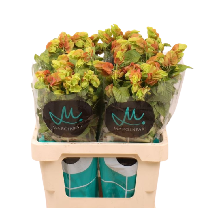 Юстиция брандеге севиче