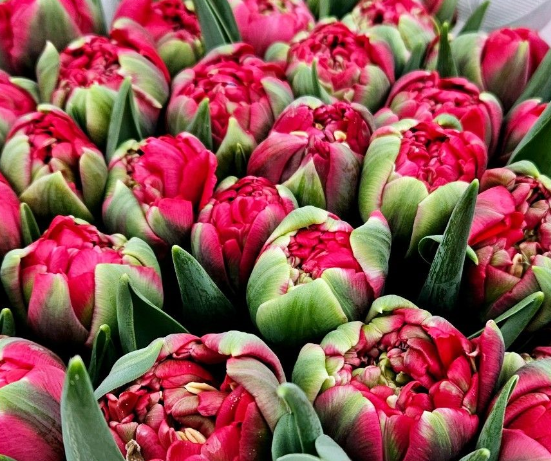 Тюльпан махровый эрнст стар