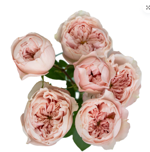 Роза куст буми гарденс в Новосибирске