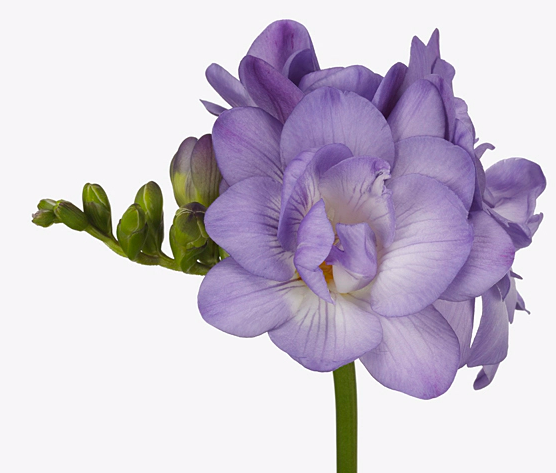 Фрезия махровая сиреневая