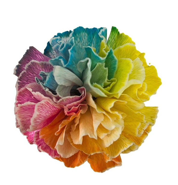 Carnation tinted radiant cotton candy
