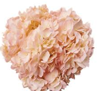 Гидрангия джамбо розово-персиковая в Москве