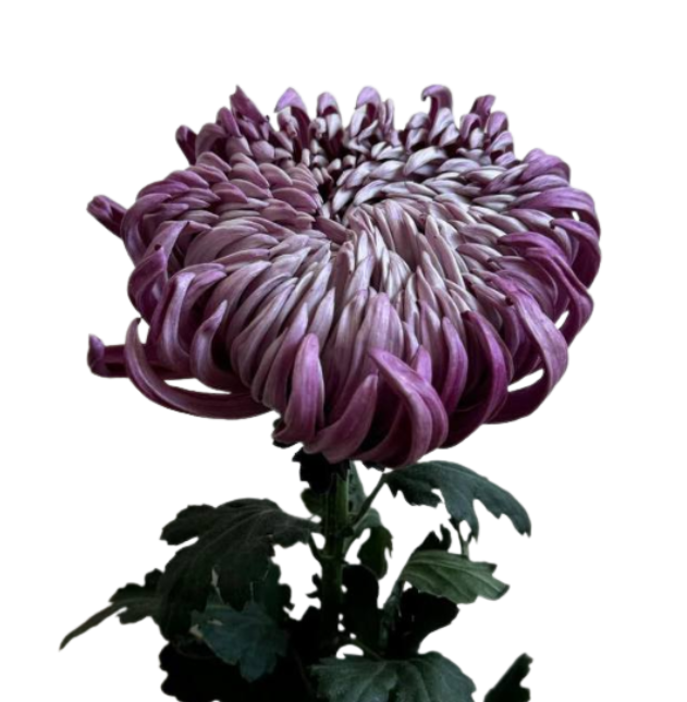 Хризантема однг флоренция