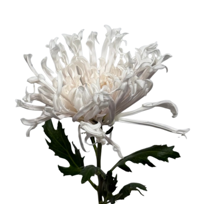 Хризантема однг юмено кирамеки лайт пинк