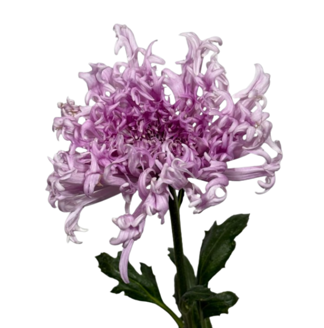 Хризантема однг юмено кирамеки пёрпл