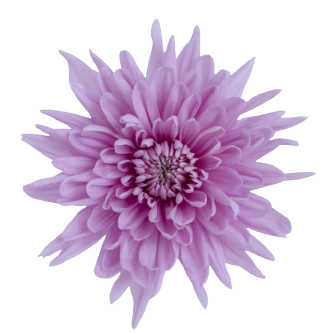 Хризантема однг примавера