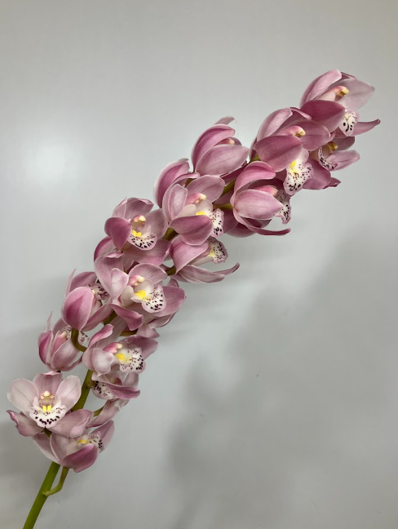 Cymbidium awakomachi