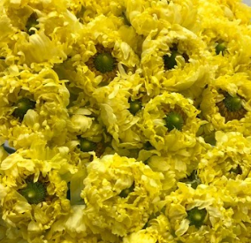 Ranunculus asiatic morocco melisia