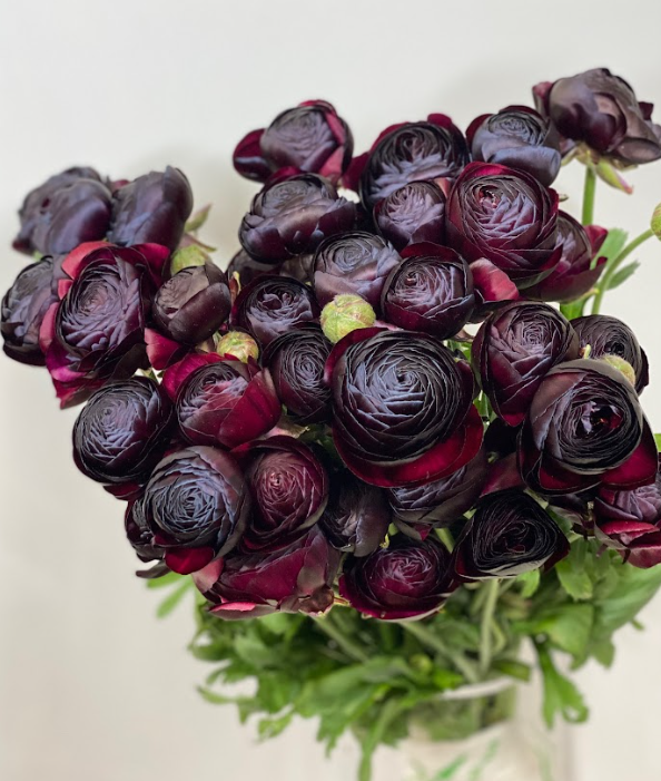 Ranunculus asiatic sabik