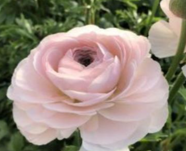 Ranunculus asiatic supika