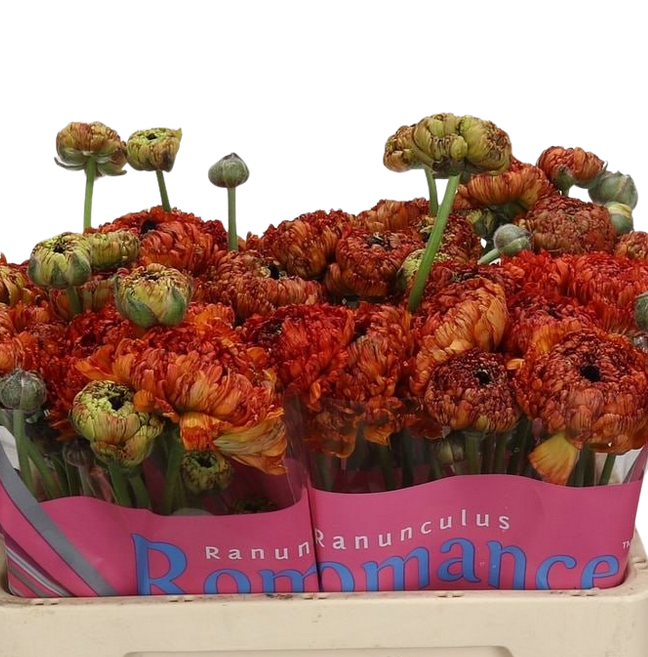 Ранункулус пудл мудассар