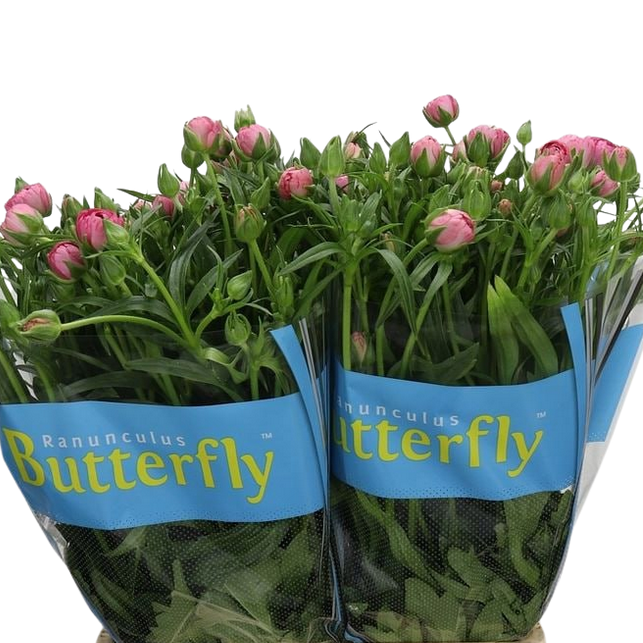 Ранункулус баттерфляй венус