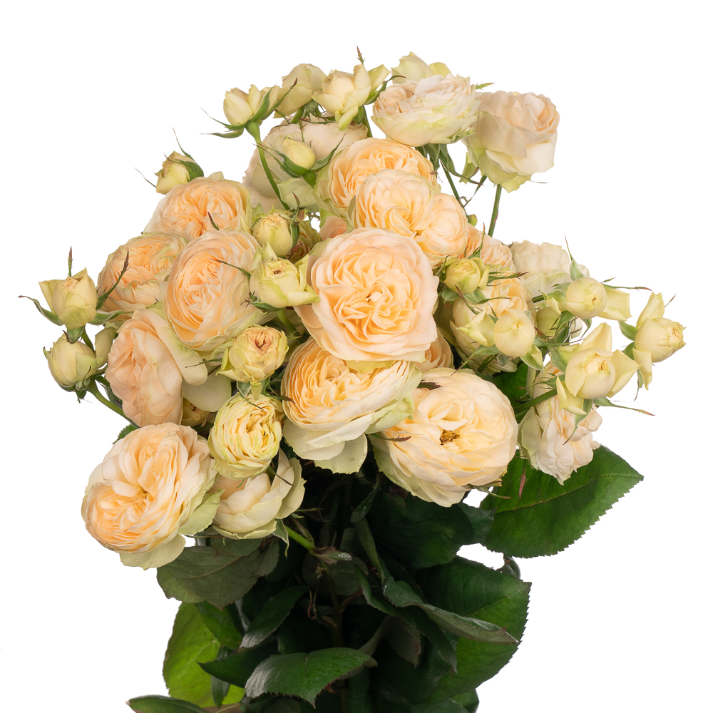 Роза куст дарлин в Москве