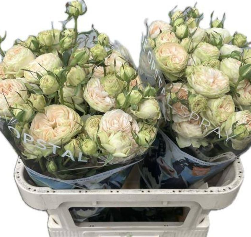 Роза куст дарлин в Новосибирске