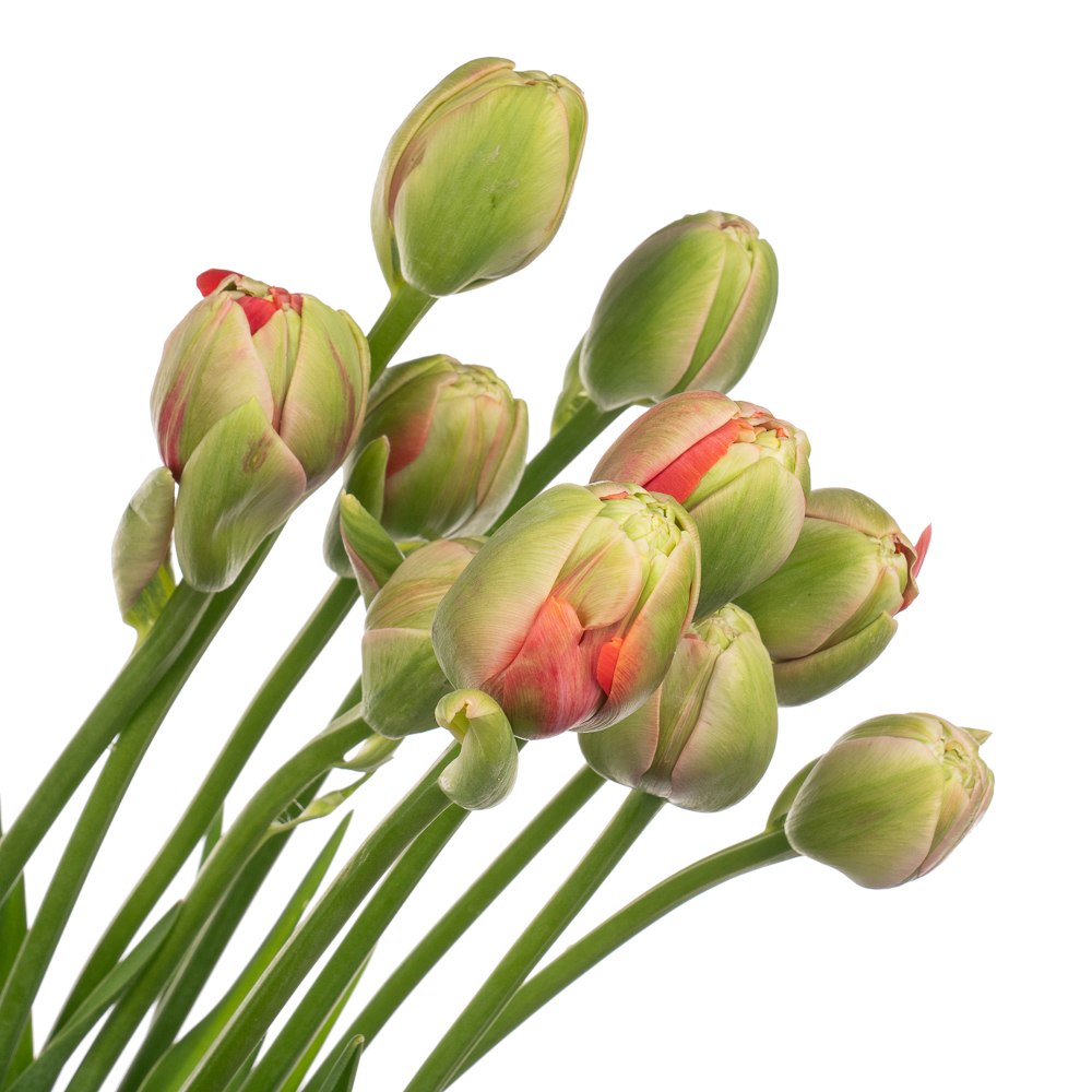 Тюльпан махровый виа милано в Новосибирске