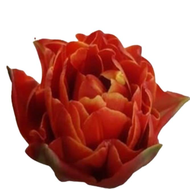 Тюльпан махровый виа милано