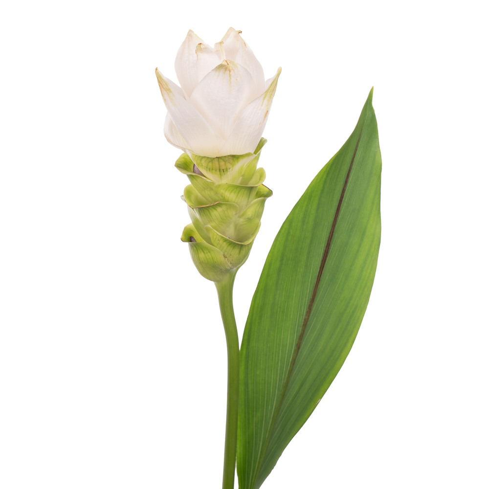 Куркума сиам спирит в Санкт-Петербурге