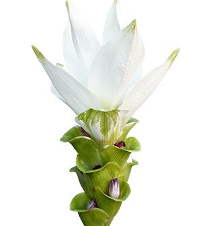 Куркума сиам спирит в Новосибирске