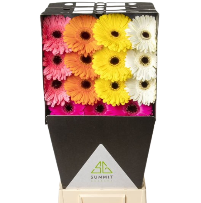 Гербера микс саммер