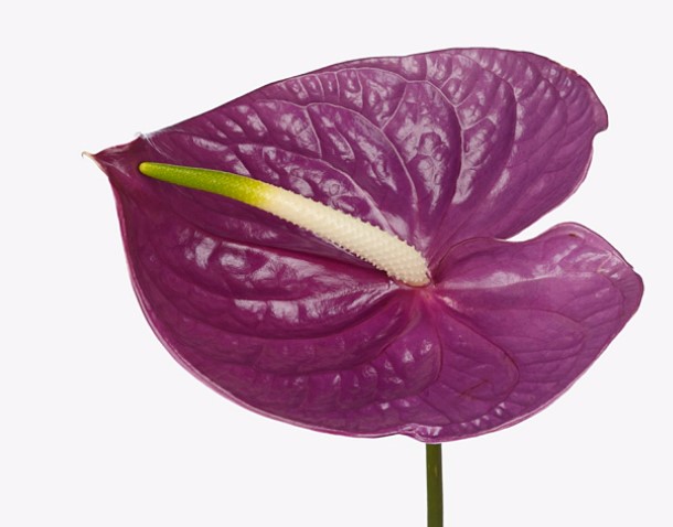 Антуриум импреза в Новосибирске