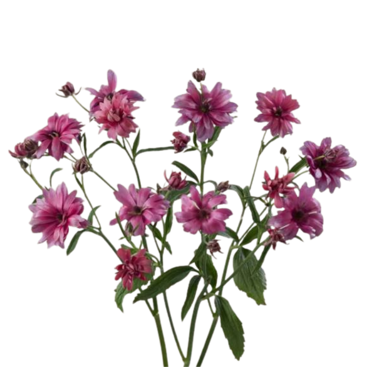 Ranunculus moderna vega