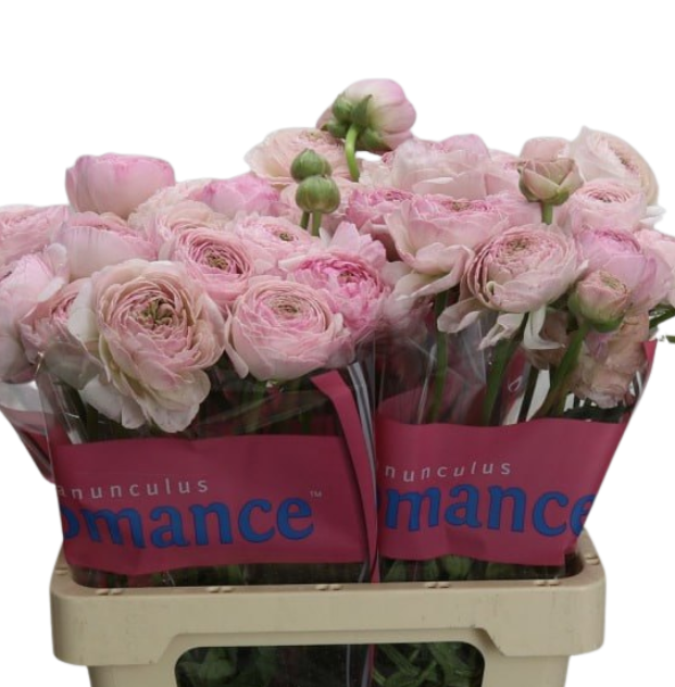 Ранункулус суприм лайт пинк