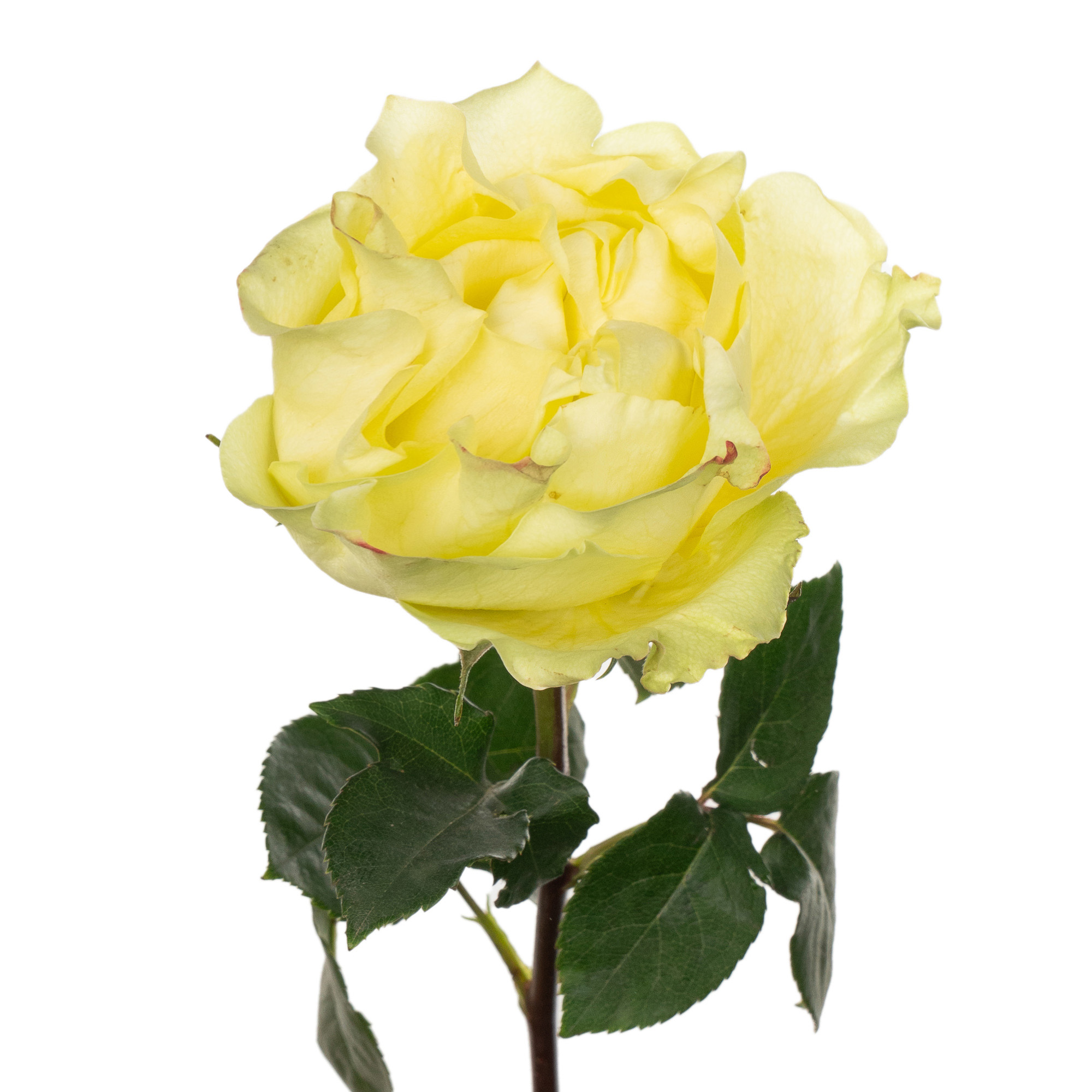 Rose lime xpression