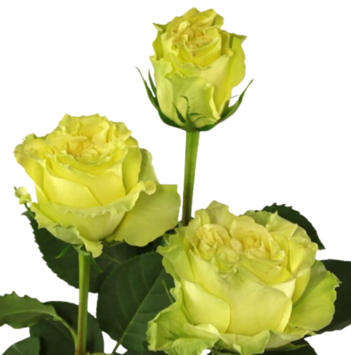 Rose lime xpression
