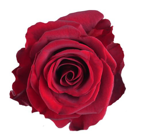 Роза однг анстопабл