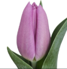 Tulip enkel devoted