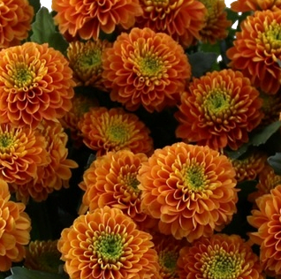 Chrysanthemum spray lion king