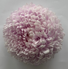 Chrysanthemum tinted pale light purple