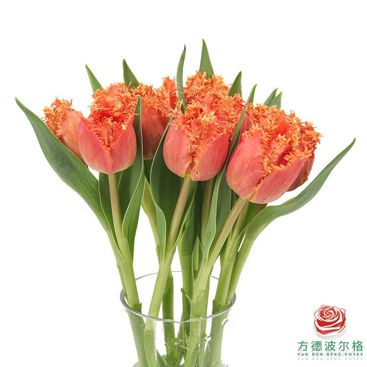 Тюльпан бахромчатый датчинг