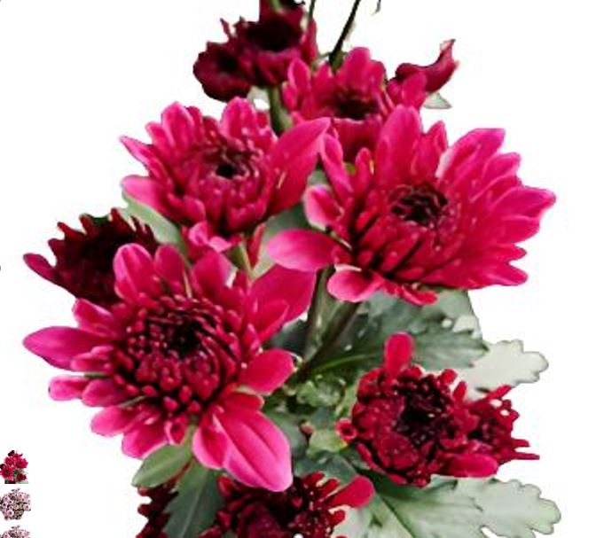 Хризантема куст роуз ред малибу