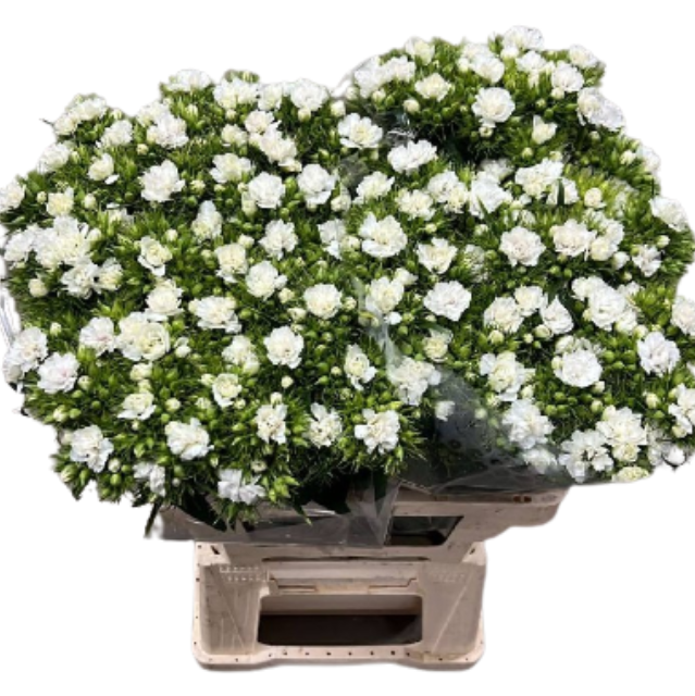 Гвоздика барбатус долбино вайт в Санкт-Петербурге