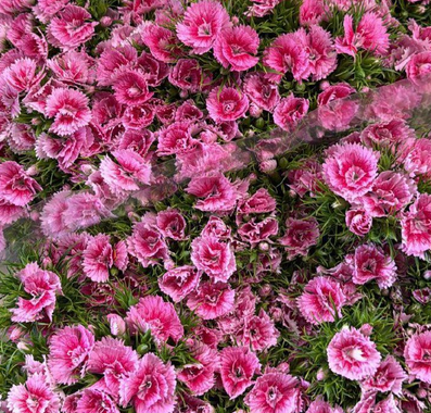 Гвоздика барбатус долбино фанс в Санкт-Петербурге