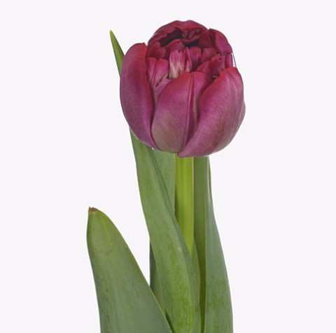 Тюльпан махровый драмстик в Новосибирске