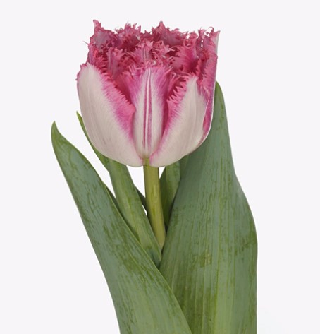 Тюльпан бахромчатый лав кристал в Новосибирске