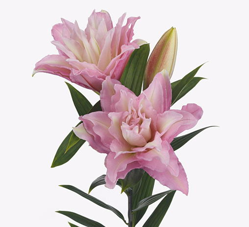 Лилия восточная роузлили сенна