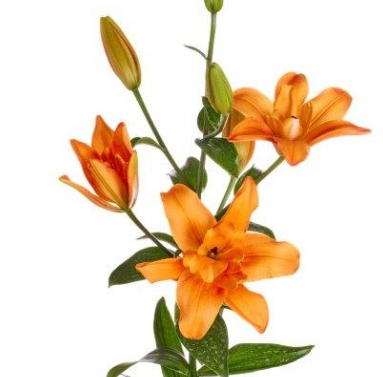 Лилия ла-гибрид баттерфляй спаркл