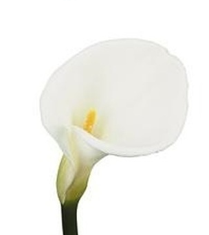 Калла вайт дрим